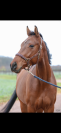 Av super cheval d&rsquo;amateurs