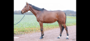 Av super cheval d&rsquo;amateurs