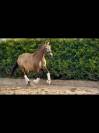 PRE licensed mare (Paco Mart&iacute;/Yeguada Militar lines)