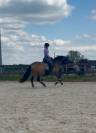 PRE licensed mare (Paco Mart&iacute;/Yeguada Militar lines)