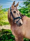 PRE licensed mare (Paco Mart&iacute;/Yeguada Militar lines)