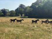 Chevaux pur sang arabe ONC 