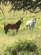 Chevaux pur sang arabe ONC 