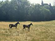 Chevaux pur sang arabe ONC 
