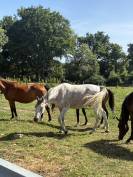Chevaux pur sang arabe ONC 