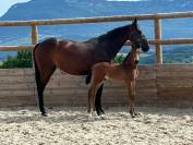 Foal de 2026 - Par United Touch * Raia d'Helby
