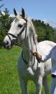 Caballo de salto en venta