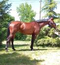 CAVALLA SPORTIVA BELGA DI 6 ANNI
