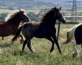 Pouliche QH 