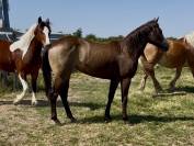 Pouliche QH 