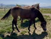 Pouliche QH 