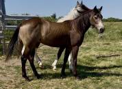 Pouliche QH 