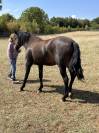 Poulini&egrave;re lusitanien de 5 ans - RHUMBA du Parc