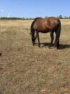 Poulini&egrave;re lusitanien de 5 ans - RHUMBA du Parc