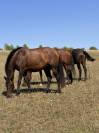 Poulini&egrave;re lusitanien de 5 ans - RHUMBA du Parc
