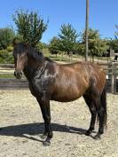 Poulini&egrave;re lusitanien de 5 ans - RHUMBA du Parc