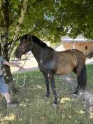 Poulini&egrave;re lusitanien de 5 ans - RHUMBA du Parc