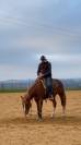 Quarter horse hongre 5 ans