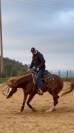 Quarter horse hongre 5 ans