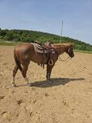 Quarter horse hongre 5 ans