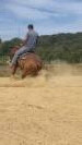 Quarter horse hongre 5 ans