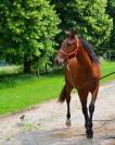Poulain PRE