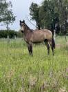 poulain 1 an 