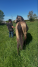 poulain 1 an 