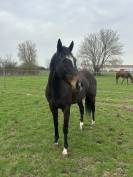 PENNY - 8ans - 1m64