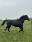PENNY - 8ans - 1m64