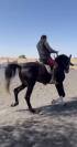 Venta caballo lusitano