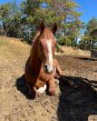 Hopy de Bressac 