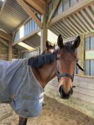Cheval &agrave; vendre 