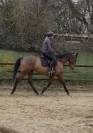 Cheval &agrave; vendre 