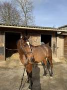 Cheval &agrave; vendre 