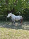 Vente percheron 