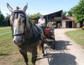 Vente percheron 