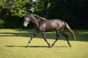 Poulain Pure Race Esplagnole pp 2 ans 