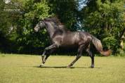 Poulain Pure Race Esplagnole pp 2 ans 