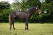 Poulain Pure Race Esplagnole pp 2 ans 