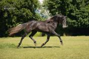 Poulain Pure Race Esplagnole pp 2 ans 