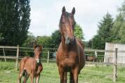 Poulain Anglo part Bred