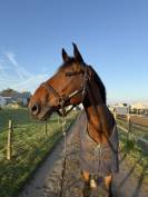 A VENDRE - EBHAR SF de 12 ans