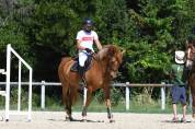 Vente poney de sport