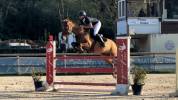 Vente poney de sport