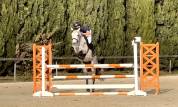 Poney de sport &agrave; vendre 