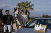 Poney de sport &agrave; vendre 