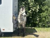 Poney de sport &agrave; vendre 