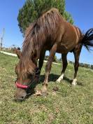 Welsh pony 2 ans 