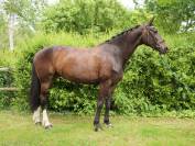 Super gentille jument de dressage pour amateur 